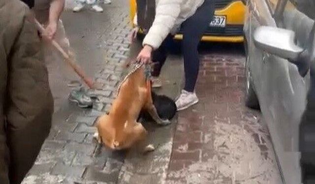 Pitbull saldırısı kameraya yansıdı: Köpek barınağa alındı