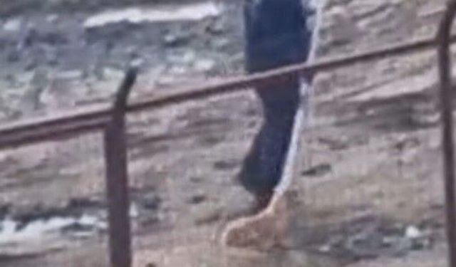 Sakarya Valiliğinden iki ilçedeki barınak görüntülerine ilişkin açıklama