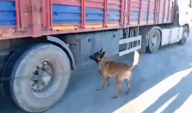Şanlıurfa'da narkotik köpeği milyonluk uyuşturucu sevkiyatına geçit vermedi