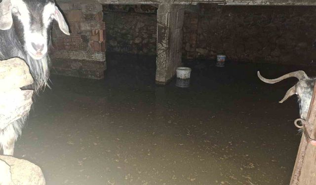 Sel ahırı bastı, 12 keçi ekipler tarafından kurtarıldı