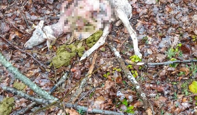 Sürüye kurt saldırdı: 18 koç ve 5 teke telef oldu