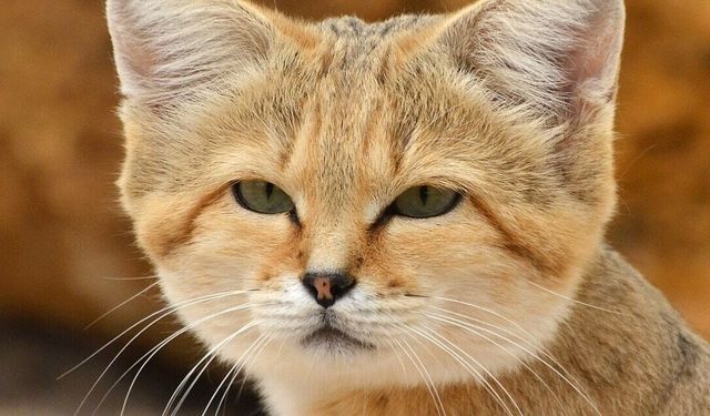 Su içmiyor yılan yiyor havlıyor...