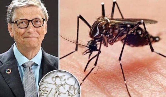 Genetiği Değiştirilmiş Sivrisinekler Tartışma Yarattı