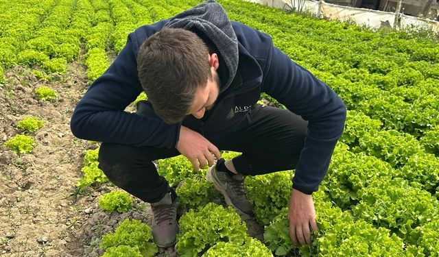 Bu sefer tarladan güzel haber geldi...35 liraya tarladan satılan marul yüzleri güldürdü