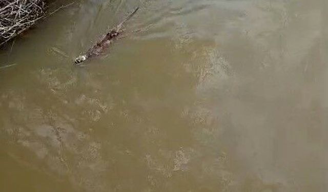 Bursa'da deredeki su samuru şaşırttı