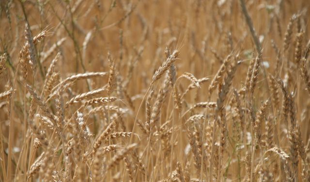 Dünya hububat üretiminde bir ilk gerçekleşecek