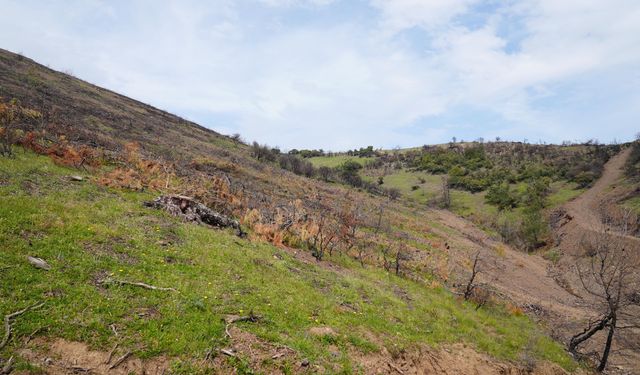 Bursa'da yanan bölgede yeni yaşam belirtisi görüldü