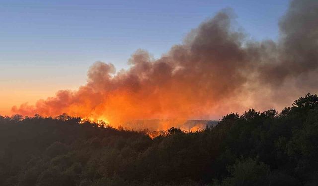 Beykoz'da 3 hektarlık alan küle döndü: Yangına müdahale devam ediyor