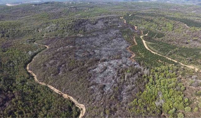 Beykoz'daki yangının bilançosu gün ağarınca ortaya çıktı