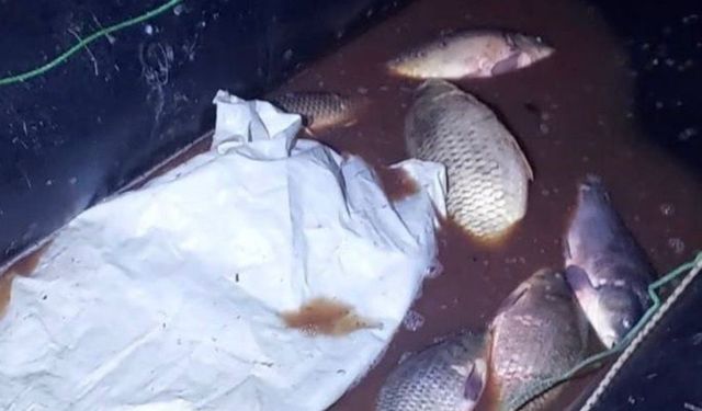Bolu'da 350 kilo sazan kurtarıldı