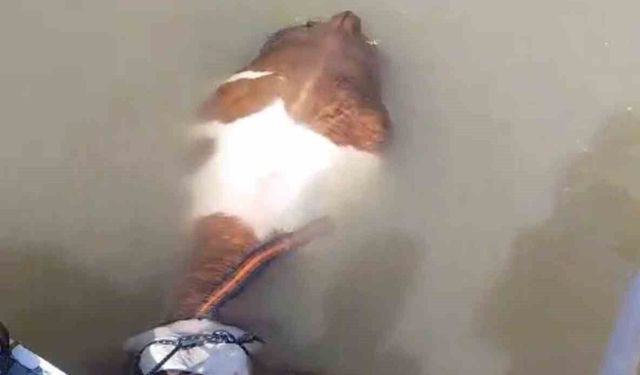 Bu sefer balık değil tosun yakaladılar