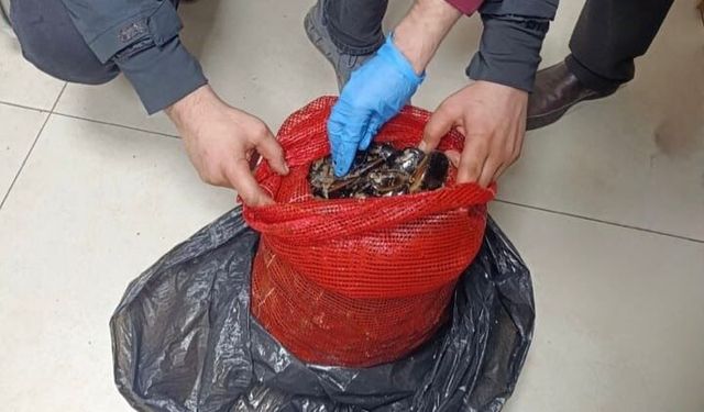 Bursa'da operasyon: Tonlarca  ele geçirildi