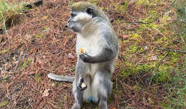 Denizli'deki firari maymunların sırrı çözüldü