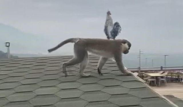 Firari maymun Denizli turuna çıktı