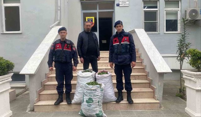 Germencik'te incir bahçesinde jandarmadan suçüstü