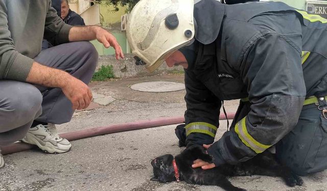 İtfaiye eri yangında dumandan etkilenen kediyi kalp masajı ile hayata döndürdü