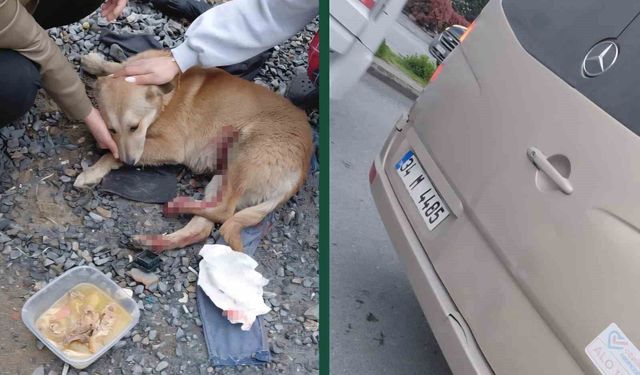 'Köpeğe çarptın' tartışması kamerada