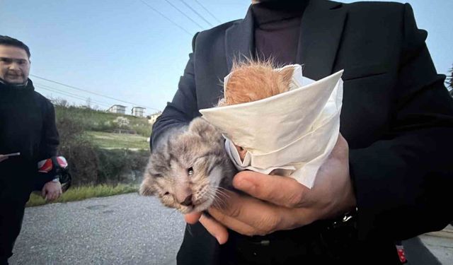 Küçük kızın duyarlılığı sayesinde 2 yavru kedi kurtarıldı