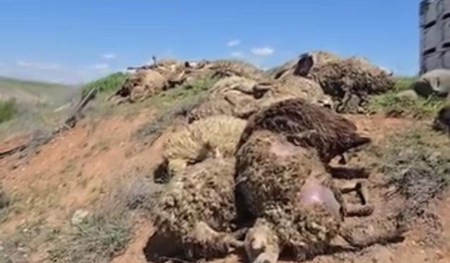 Malatya'da küçükbaş hayvan yüklü tır devrildi: 2 kişi yaralandı, 80 koyun telef oldu