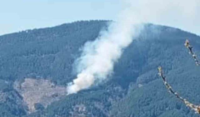 Nazilli'de orman yangını
