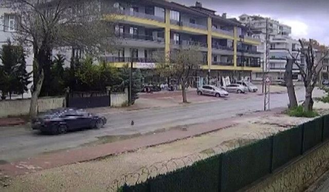 Otomobilin çarpmasıyla ölen kedinin yavrusu başından ayrılmadı