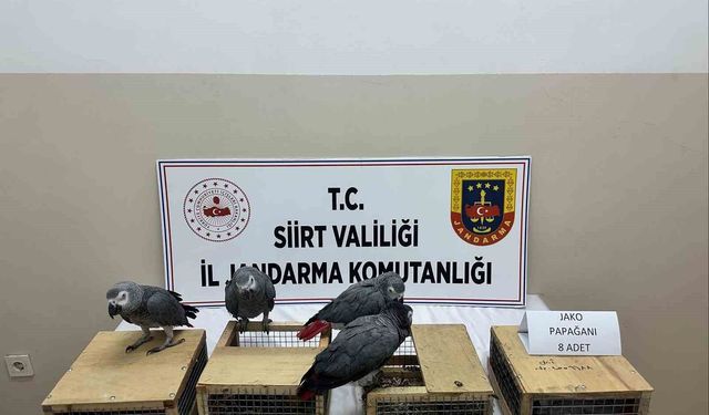 Siirt'te 8 jako papağan ele geçirildi