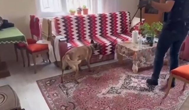 Silah tacirlerine operasyon: Çok sayıda silah ve uyuşturucu ele geçirildi