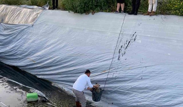 Sulama havuzuna düşen 5 yavru köpeği belediye ekipleri kurtardı