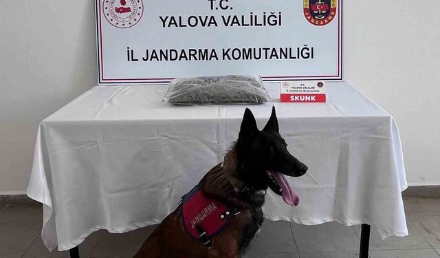 Yalova'da uyuşturucu operasyonunda 1 tutuklama