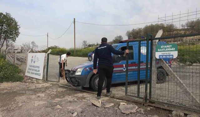 Barınakta köpek ölümleriyle ilgili soruşturma