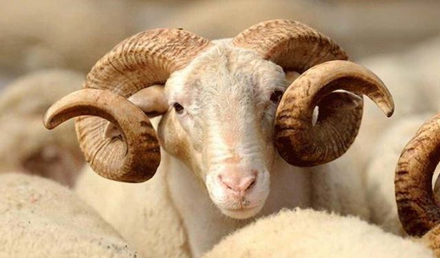 Çeşme sakızı ile Fransız koçunu birleştirdi, verimi katladı