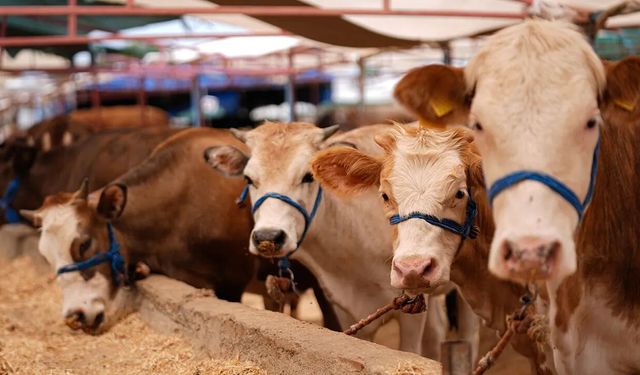 Kurbanlık fiyatları belli oldu