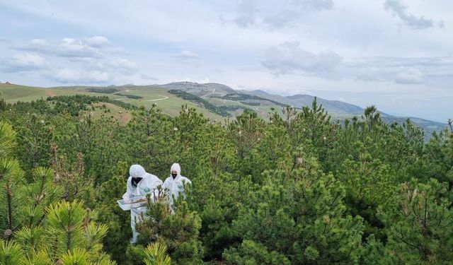 Doğanın sessiz kahramanları görev başında