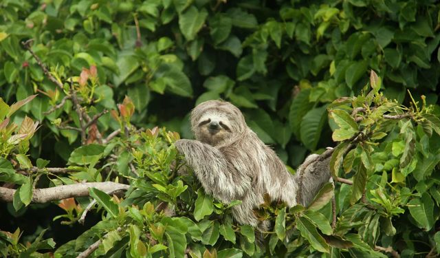 ABD’de 31 tembel hayvan 'uygun koşullarda tutulmadığı' için öldü