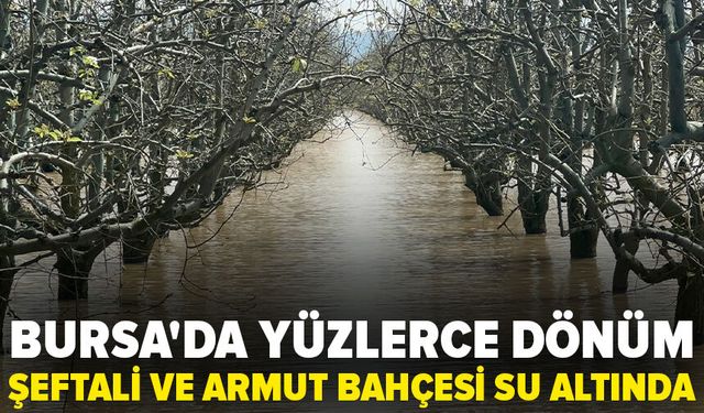 Bursa'da yüzlerce dönüm şeftali ve armut bahçesi su altında