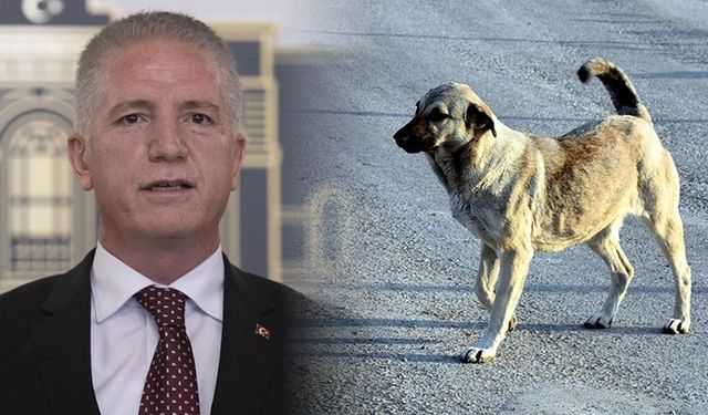 Vali Gül’den belediyelere ultimatom: Sokaklarda tek bir köpek bulunmayacak