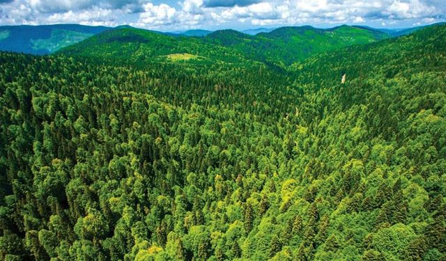 Türkiye’nin akciğerlerine yeni hançer! Bursa'da var