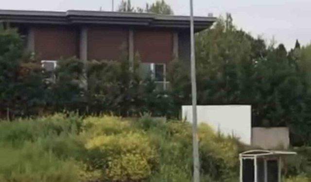 Aç kalan domuz sürüsü, gündüz şehir merkezine indi