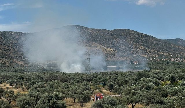 Bayındır'da zeytinlik alanda yangın