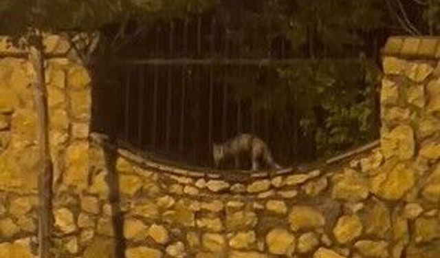 Elazığ'da aç kalan tilki tavuğu böyle götürdü
