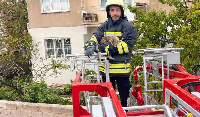Erzincan'da çatıda mahsur kalan kedi itfaiye ekiplerince kurtarıldı