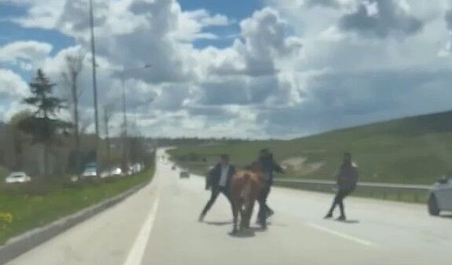 Erzurum'da bir kurban klasiği: Kaçan kurbanlıklar trafiği birbirine kattı