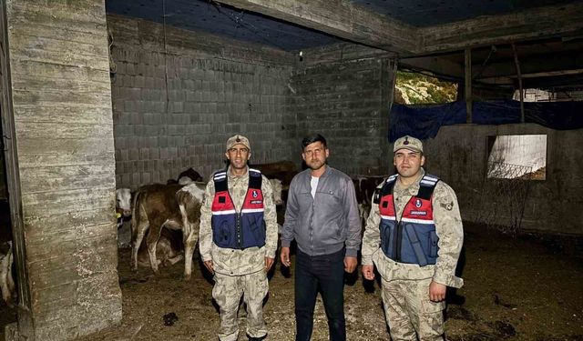 Kilis'te kaybolan 13 büyükbaş hayvan jandarma tarafından bulundu