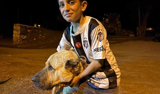 Köyde iki ayının saldırısına uğrayan Sencar'ın imdadına çoban köpeği Kral yetişti