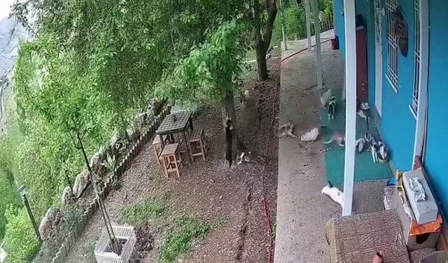 Malatya'da deprem paniği: Kedilerin panikle kaçışı kamerada