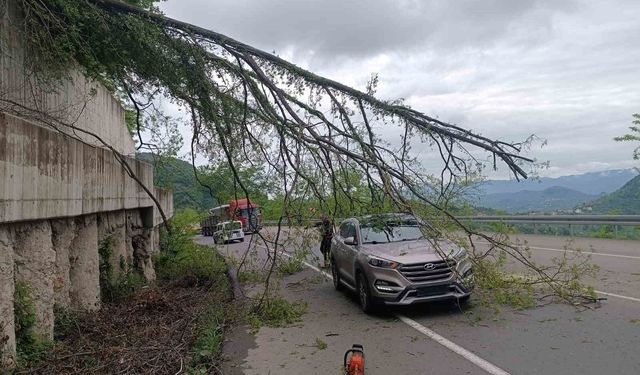 Ordu'da seyir halindeki aracın üzerine ağaç devrildi