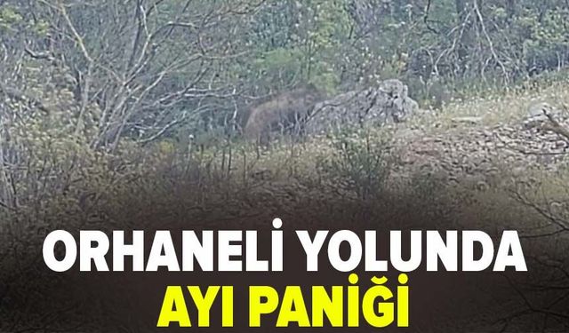Orhaneli yolunda ayı paniği