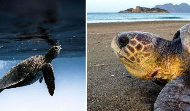 Caretta carettaların yumurtlama dönemi başladı