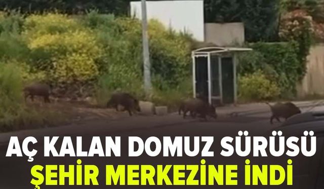 Aç kalan domuz sürüsü şehir merkezine indi