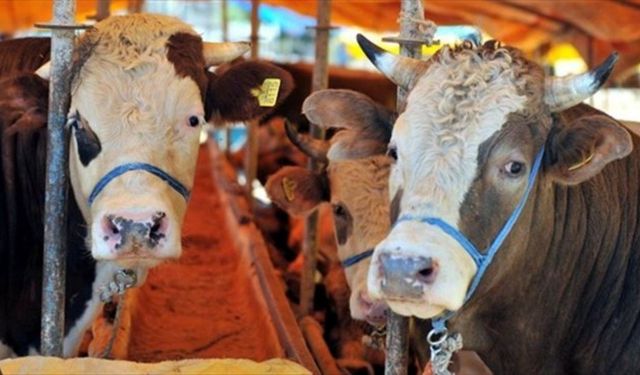 Kurbanlık alanın işi bitmiyor: Asıl masraf kesimden sonra başlıyor
